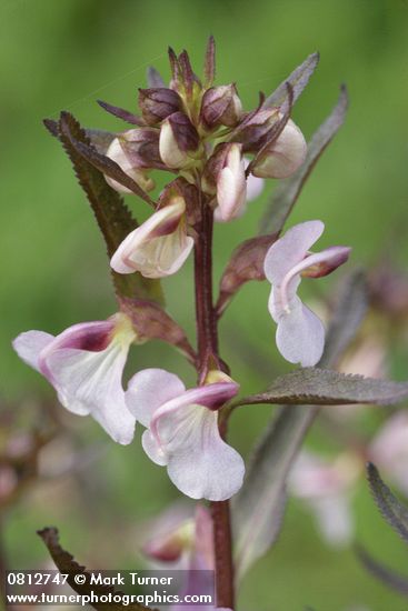 Pedicularis racemosa