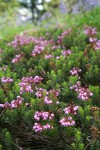 Pink Heather