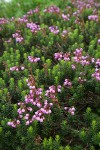 Pink Heather