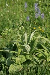 Green Corn Lily
