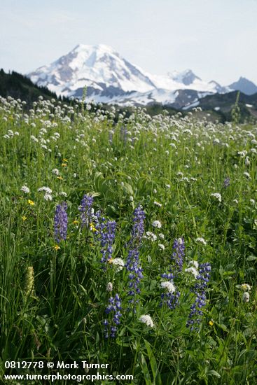 Lupinus latifolius; Valeriana sitchensis