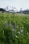 Broadleaf Lupines, Sitka Valerian in meadow w/ Mt. Baker soft bkgnd