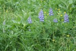 Broadleaf Lupines w/ Green Corn Lily foliage