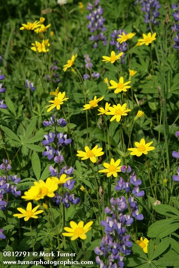 Arnica latifolia; Lupinus latifolius