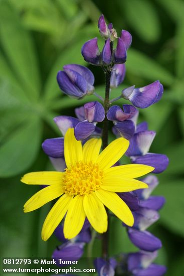 Arnica latifolia; Lupinus latifolius