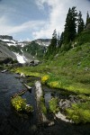 Mountain Monkeyflower beside Bagley Creek w/ Table Mtn bkgnd