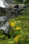 Mountain Monkeyflower beside Bagley Creek w/ stone bridge bkgnd