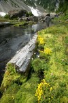 Mountain Monkeyflower beside Bagley Creek w/ stone bridge bkgnd