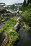 Mountain Monkeyflower & Rosy Spiraea beside Bagley Creek w/ stone bridge bkgnd