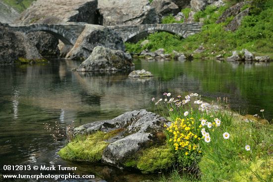 Mimulus tilingii; Erigeron peregrinus