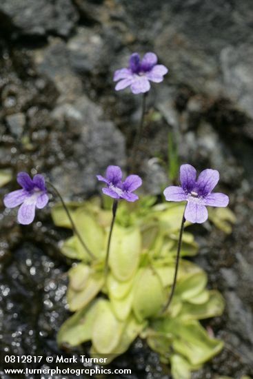 Pinguicula vulgaris