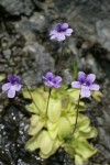 Common Butterwort