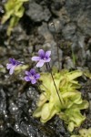 Common Butterwort