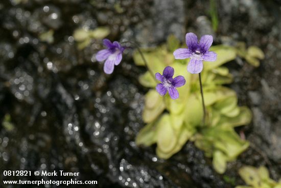 Pinguicula vulgaris