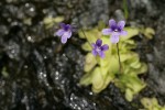 Common Butterwort