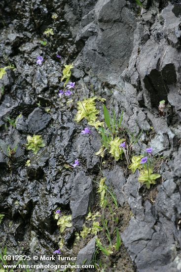 Pinguicula vulgaris