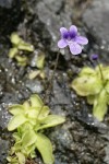 Common Butterwort