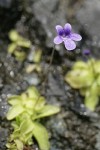 Common Butterwort