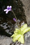 Common Butterwort