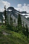 Conifers & Heather below Table Mtn