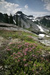 Pink Heather below Table Mtn