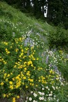 Mountain Arnica, Broadleaf Lupines, Wandering Daisies in hillside meadow