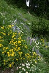 Mountain Arnica, Broadleaf Lupines, Wandering Daisies in hillside meadow