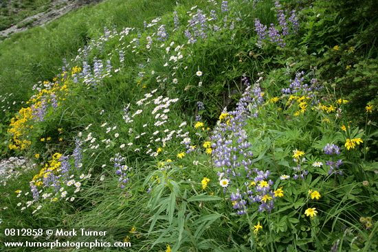 Arnica latifolia; Lupinus latifolius; Erigeron peregrinus