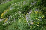 Mountain Arnica, Broadleaf Lupines, Wandering Daisies in hillside meadow