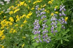 Broadleaf Lupines w/ Mountain Arnica