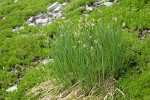 Black Alpine Sedge