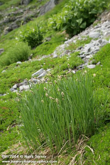 Carex nigricans