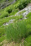 Black Alpine Sedge