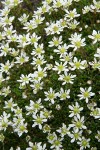 Tolmie's (Alpine) Saxifrage