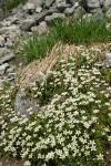 Tolmie's (Alpine) Saxifrage habitat view