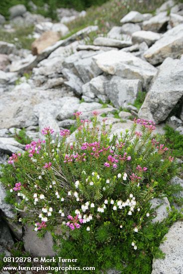 Cassiope mertensiana; Phyllodoce empetriformis