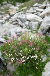 White & Pink Heather among talus