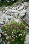 White & Pink Heather among talus