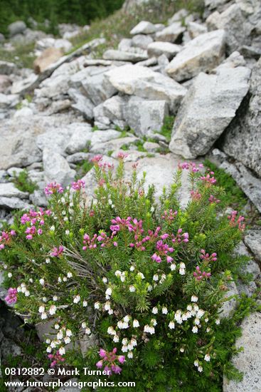 Cassiope mertensiana; Phyllodoce empetriformis