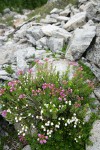 White & Pink Heather among talus