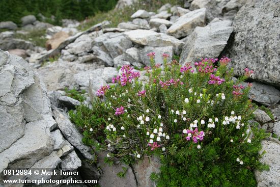 Cassiope mertensiana; Phyllodoce empetriformis