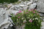 White & Pink Heather among talus