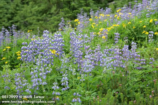 Lupinus latifolius; Arnica latifolia