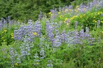 Broadleaf Lupines w/ Mountain Arnica