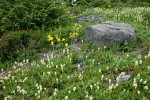 Patridgefoot & Mountain Arnica w/ small boulder