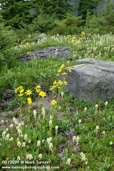 Arnica latifolia; Luetkea pectinata