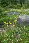 Mountain Arnica among Patridgefoot