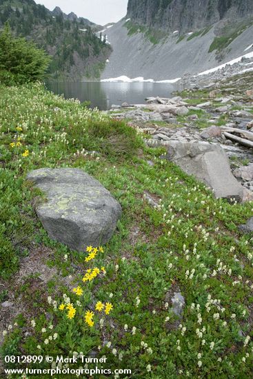 Arnica latifolia; Luetkea pectinata