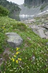 Mountain Arnica among Patridgefoot w/ Iceberg Lake bkgnd