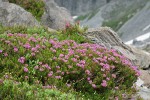 Pink Heather